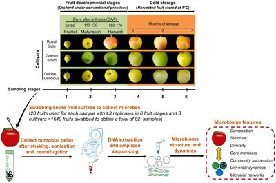 Assembly and dynamics of the apple carposphere microbiome during fruit development and storage